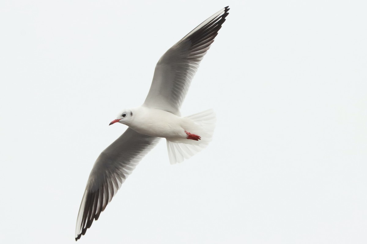 Black-headed Gull - Letty Roedolf Groenenboom