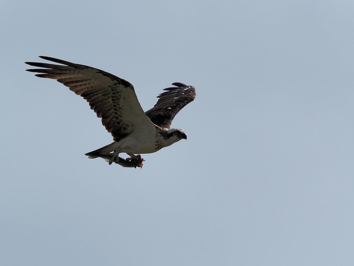 Osprey - Len and Chris Ezzy