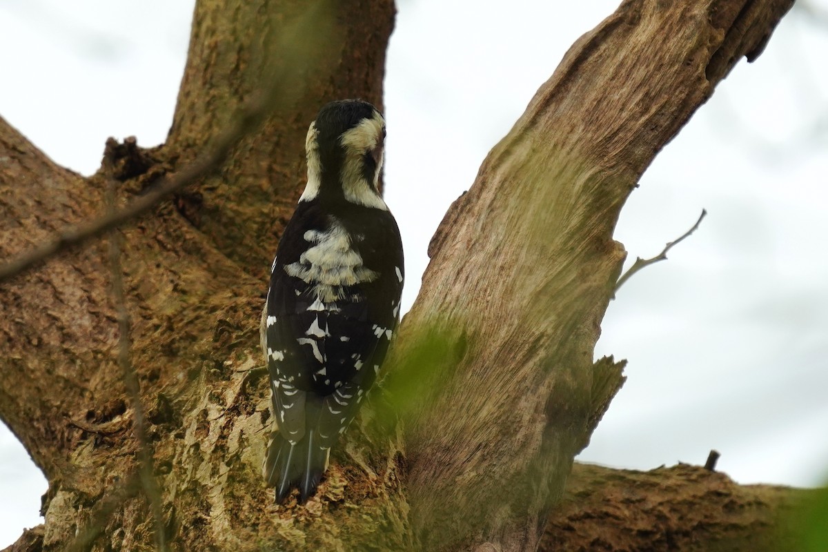 Gray-capped Pygmy Woodpecker - ML296694681