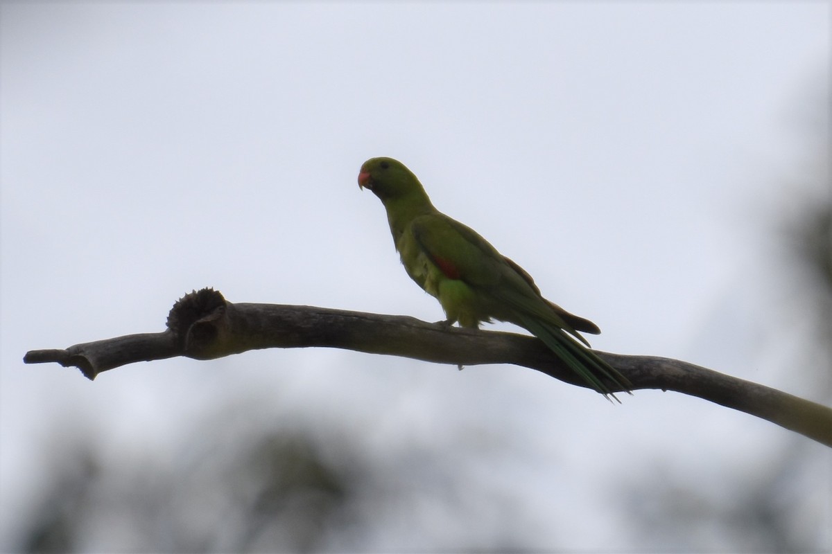 Red-winged Parrot - ML296694691