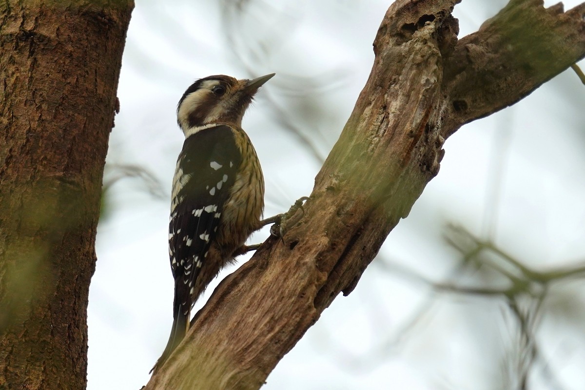 Gray-capped Pygmy Woodpecker - ML296694711