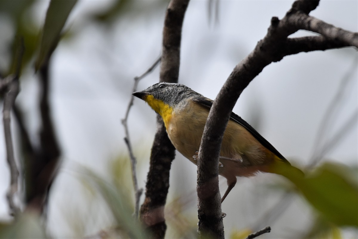 Fleckenpanthervogel (millitaris) - ML296694831