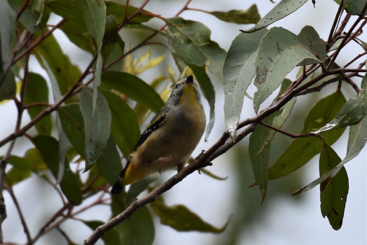 Fleckenpanthervogel (millitaris) - ML296694841