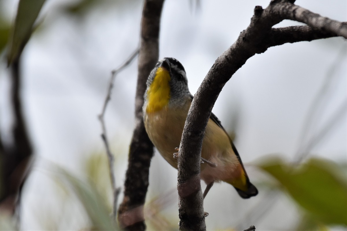 Spotted Pardalote (Wet Tropics) - ML296694851