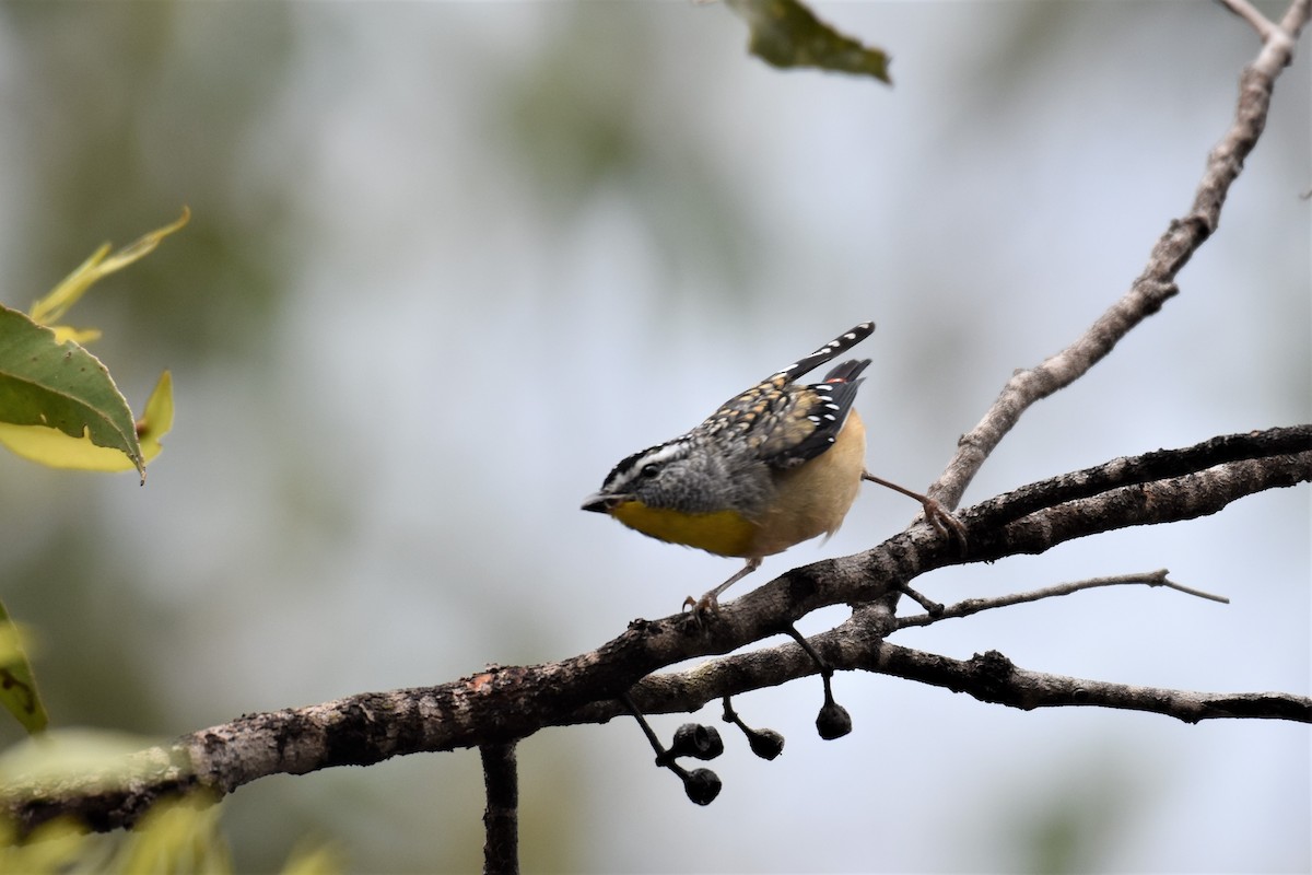 Spotted Pardalote (Wet Tropics) - ML296694861