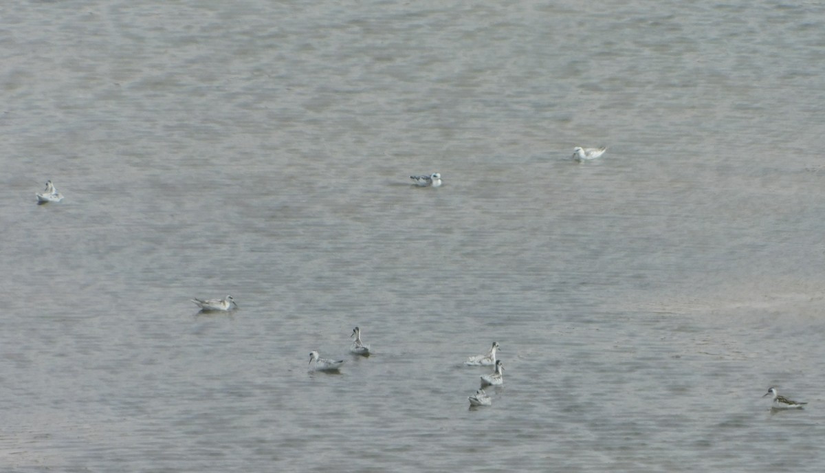 Red-necked Phalarope - ML296695031