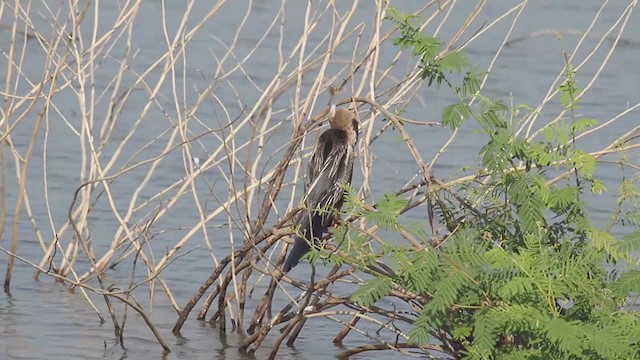 Anhinga Asiática - ML296695131