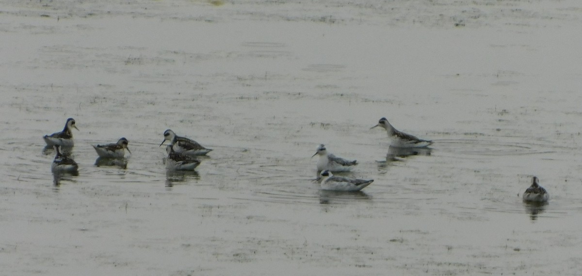 Red-necked Phalarope - ML296695271