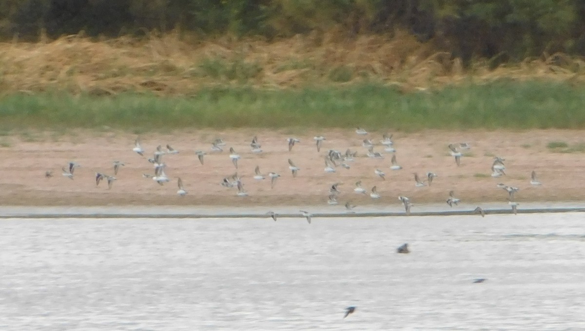 Red-necked Phalarope - ML296695321