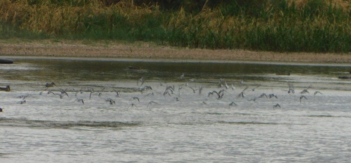 Red-necked Phalarope - ML296695351