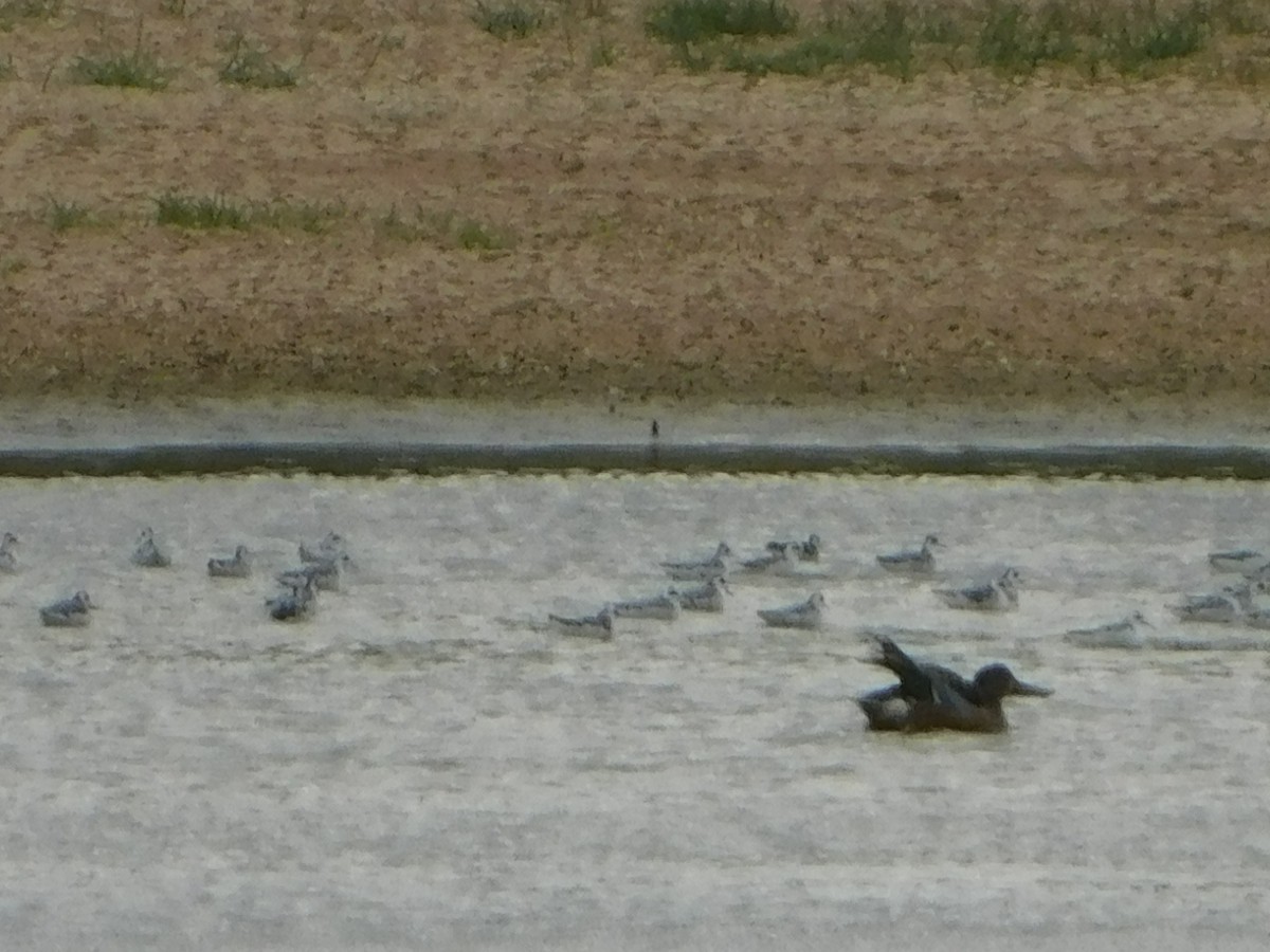 Red-necked Phalarope - ML296695401