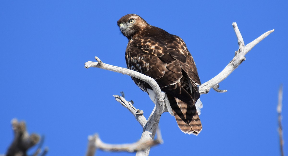 Red-tailed Hawk - Shannon Spencer