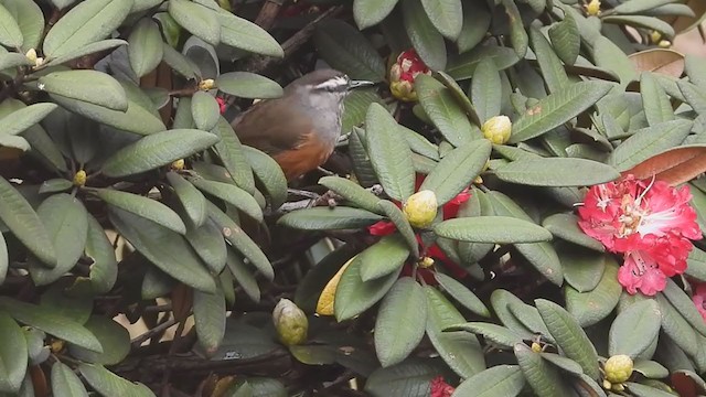 Palani Laughingthrush - ML296696671