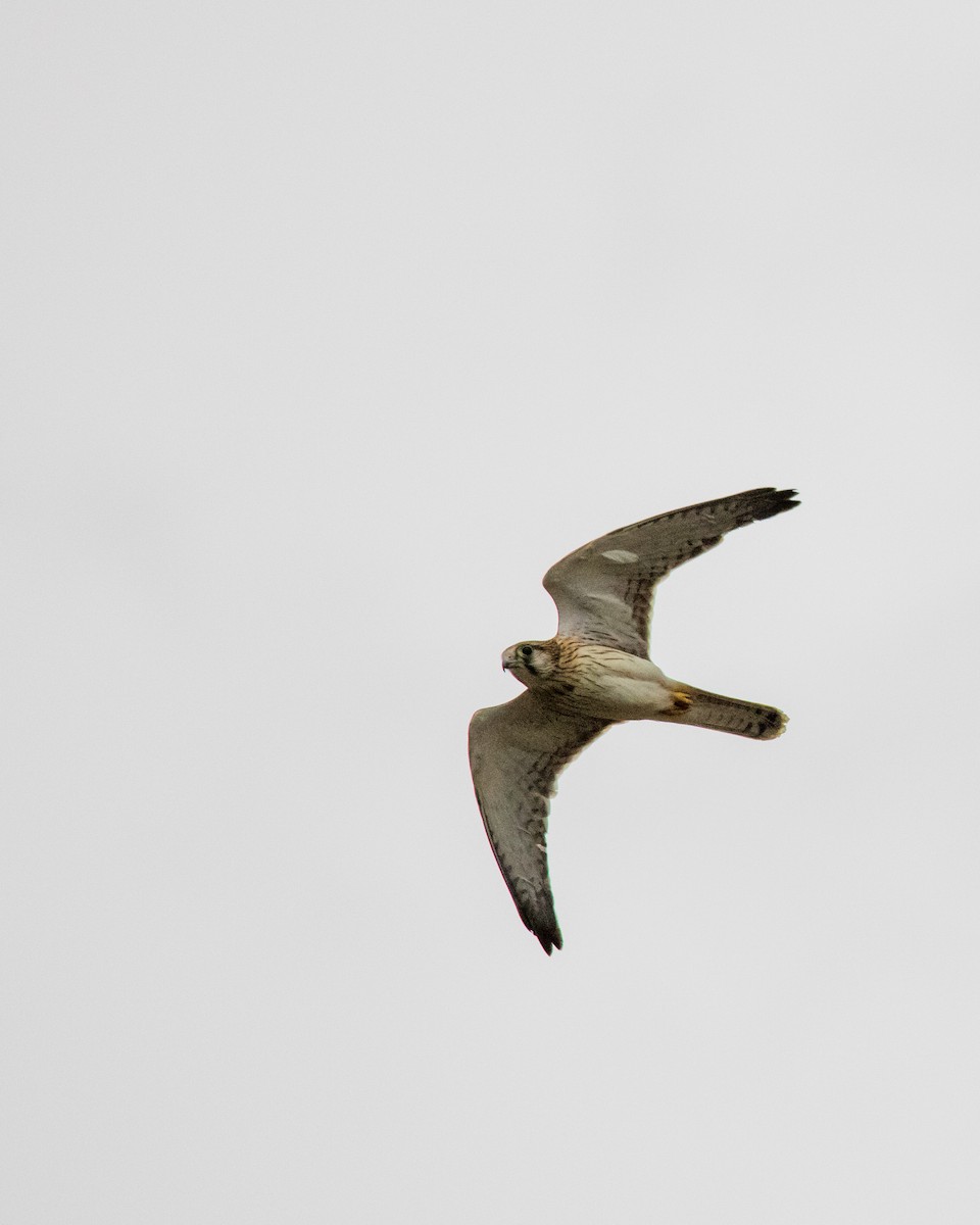 Nankeen Kestrel - ML296696911