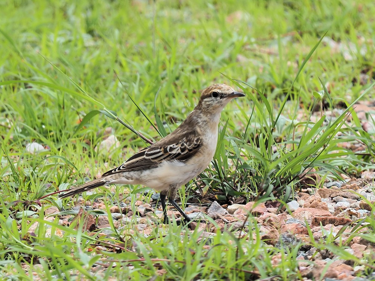 White-winged Triller - Len and Chris Ezzy