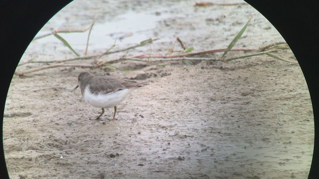 Temminck's Stint - ML296697121