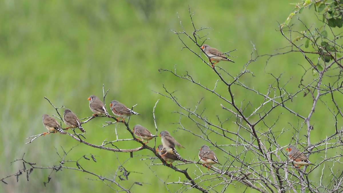 Zebra Finch - ML296697171