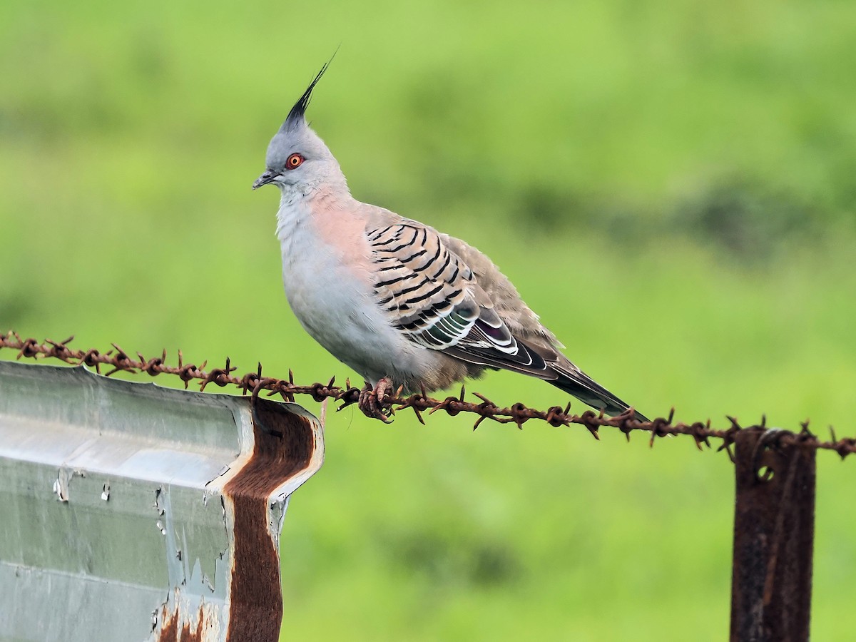 Crested Pigeon - Len and Chris Ezzy