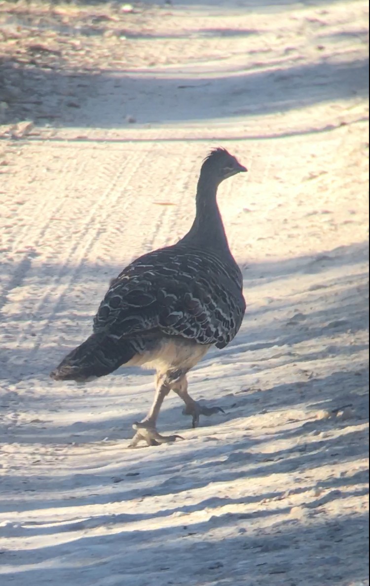 Malleefowl - ML296697811
