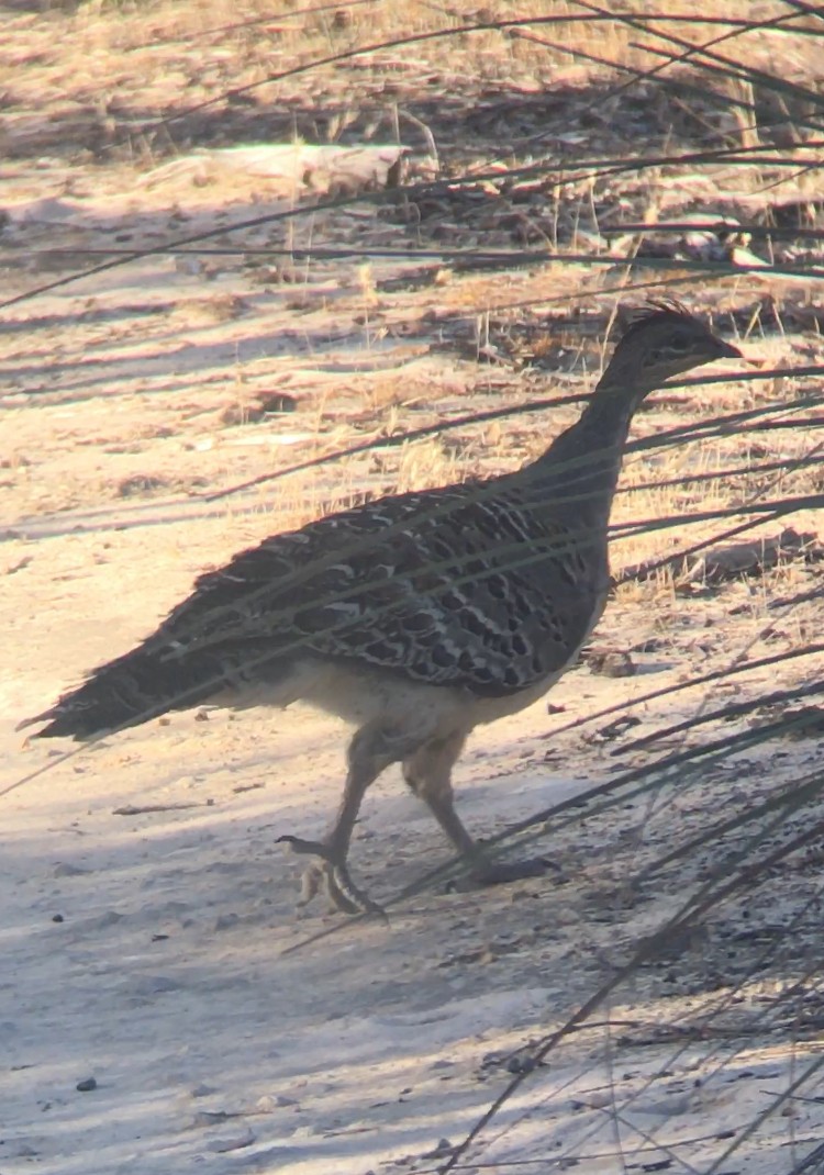 Malleefowl - ML296697821
