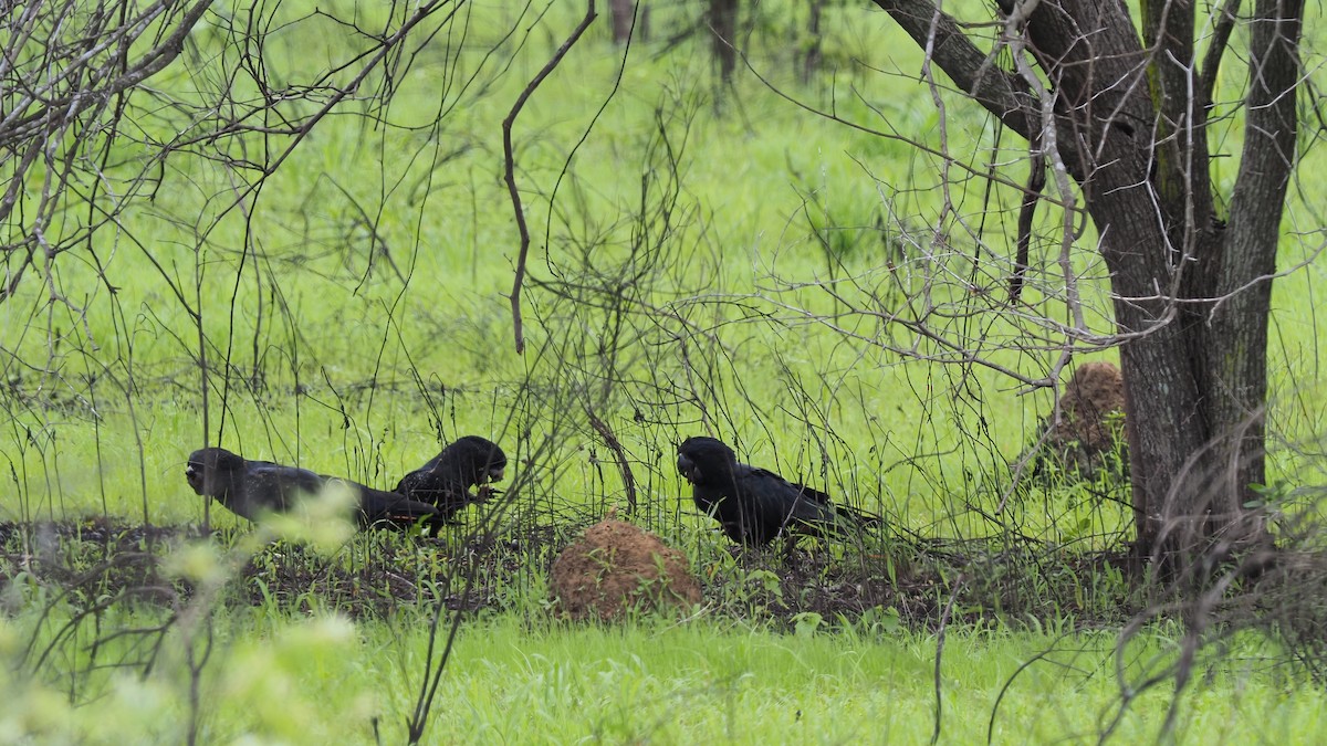 Red-tailed Black-Cockatoo - ML296697881