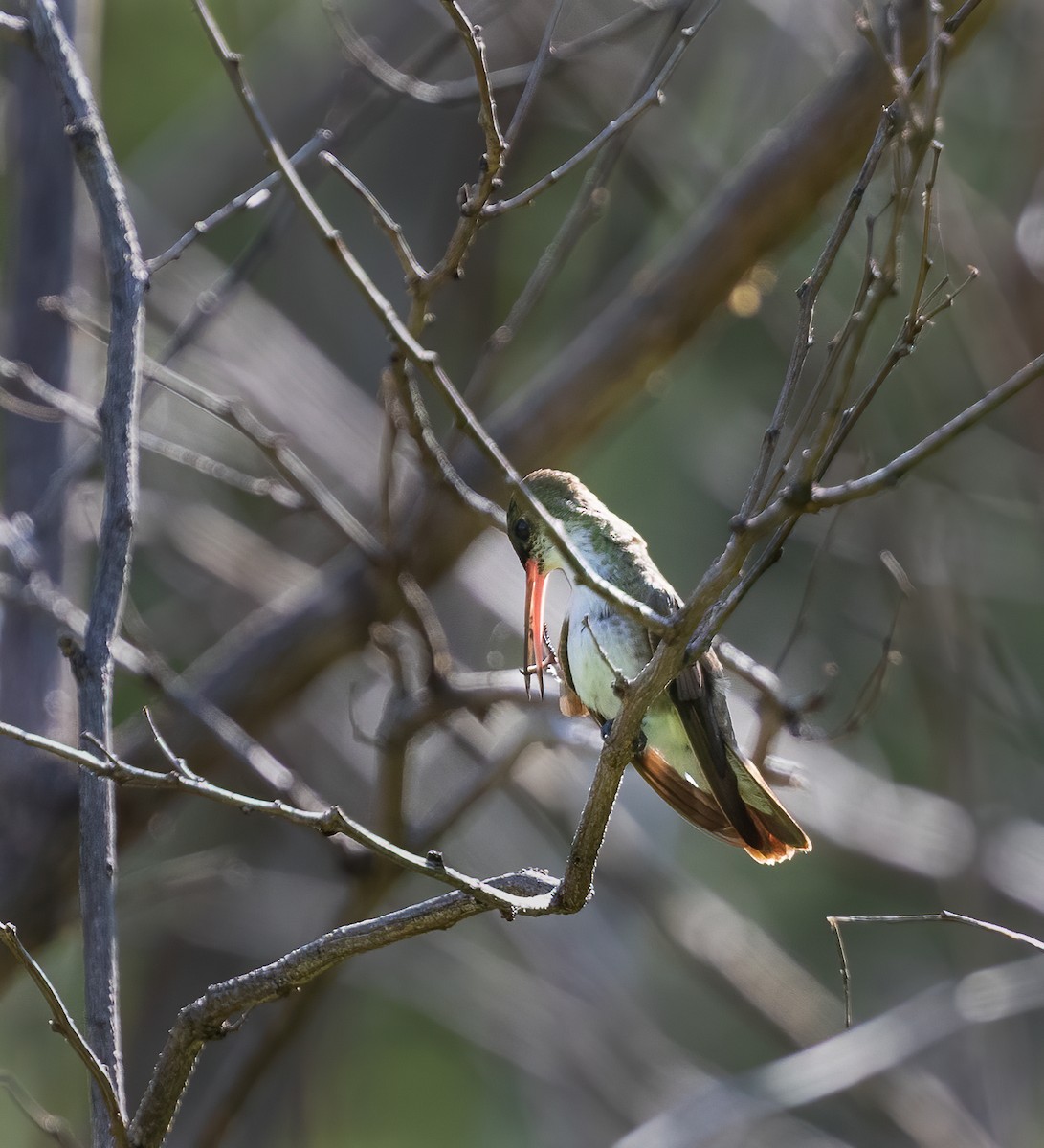 Green-fronted Hummingbird (Green-fronted) - Per Smith