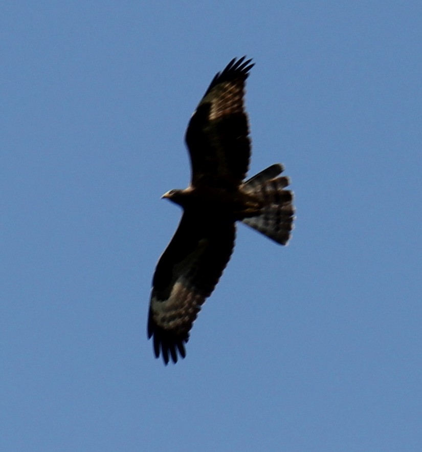 European Honey-buzzard - ML296698301