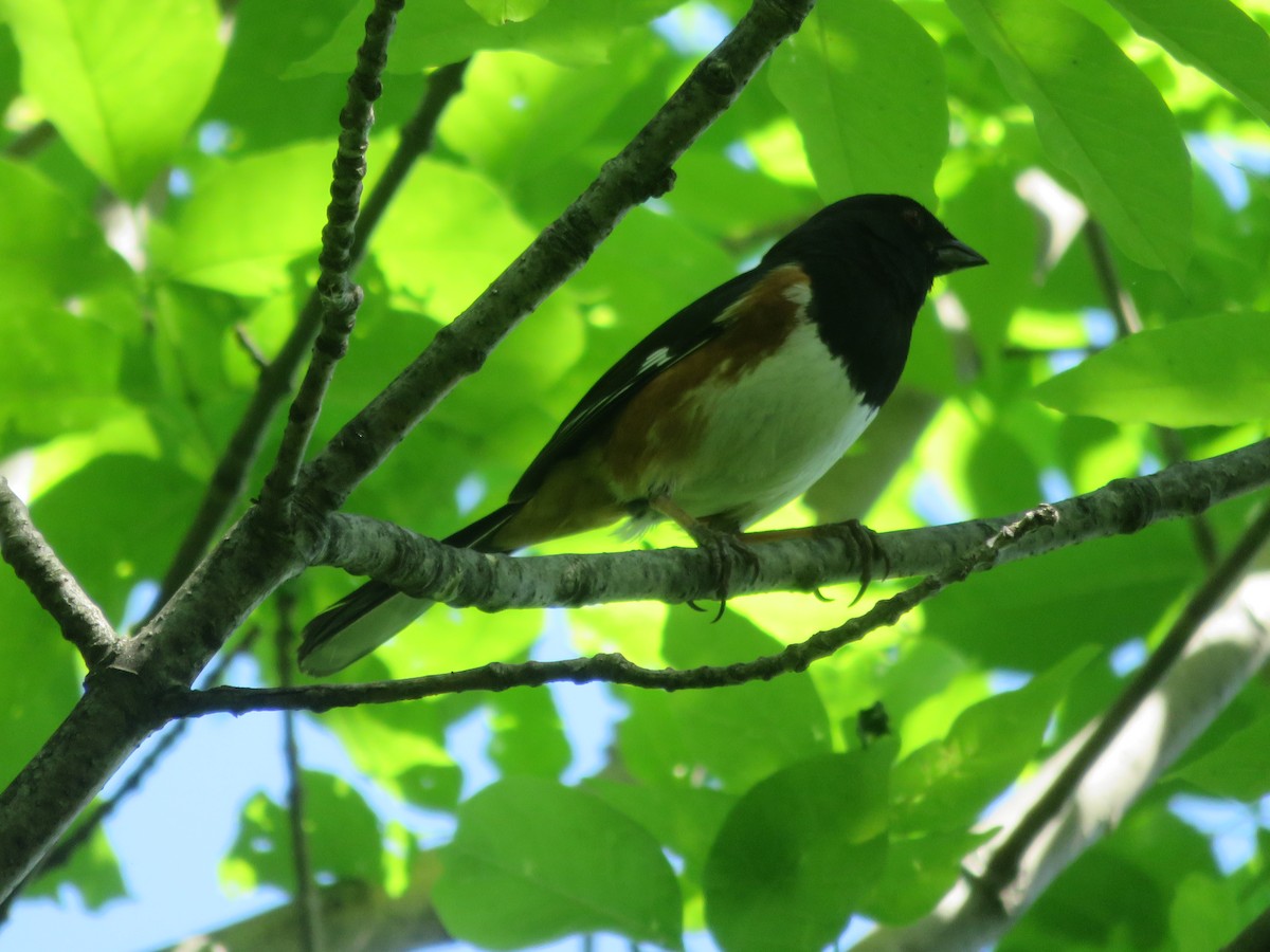 Eastern Towhee - ML29669831