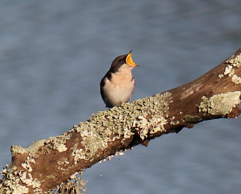 Golondrina Culigrís - ML296698481