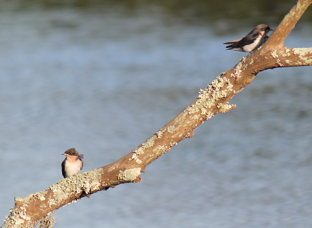 Golondrina Culigrís - ML296698491