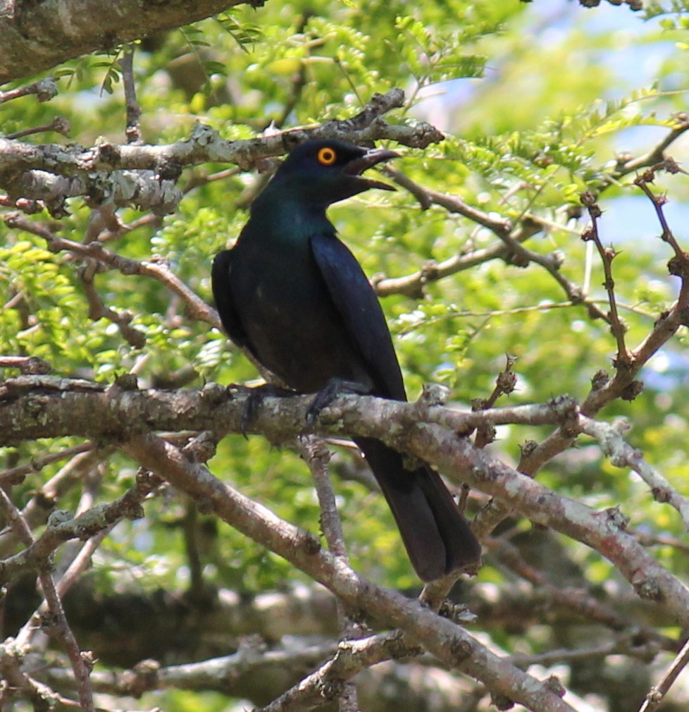 Black-bellied Starling - ML296698531