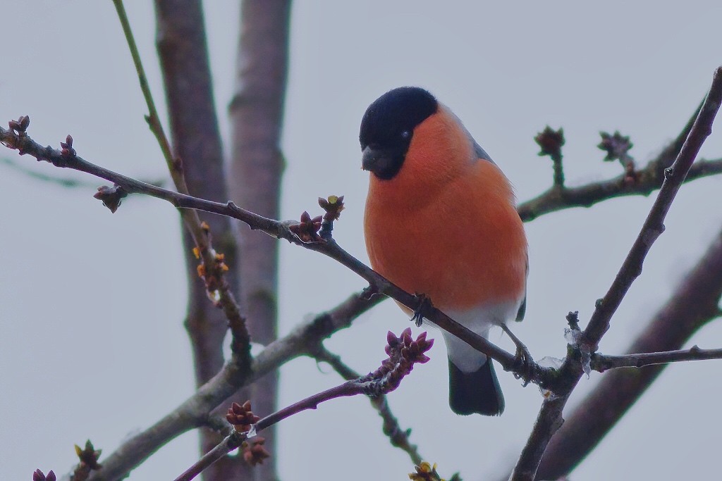 Eurasian Bullfinch - ML296698871