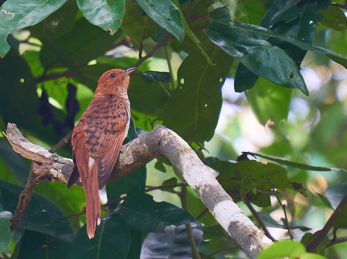 Gray-bellied Cuckoo - ML296699481