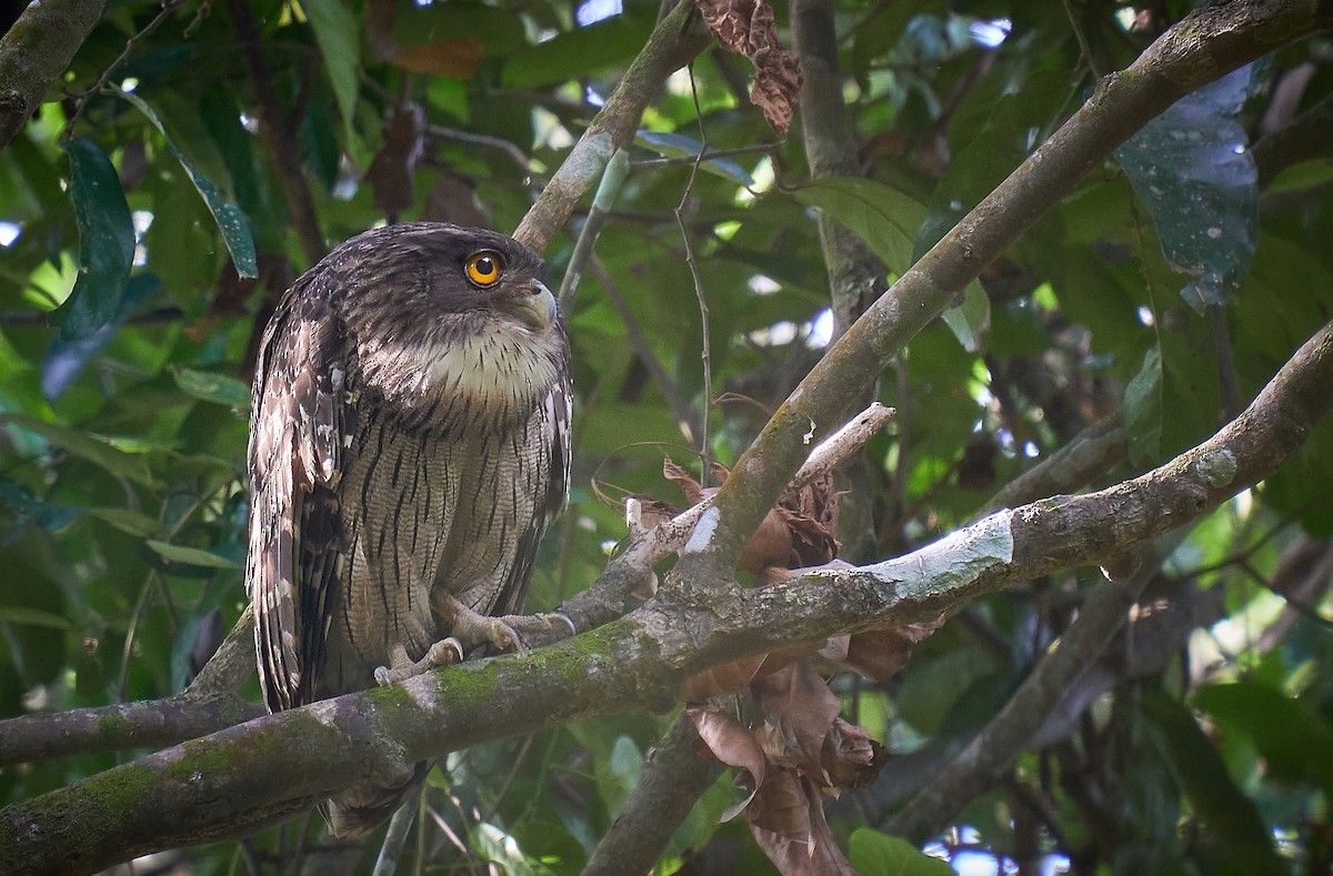 Brown Fish-Owl - ML296699571