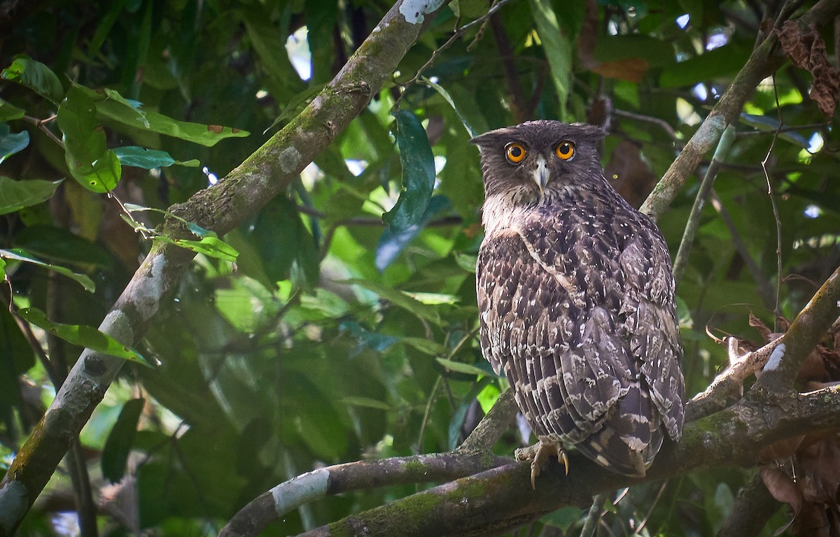 Brown Fish-Owl - ML296699581