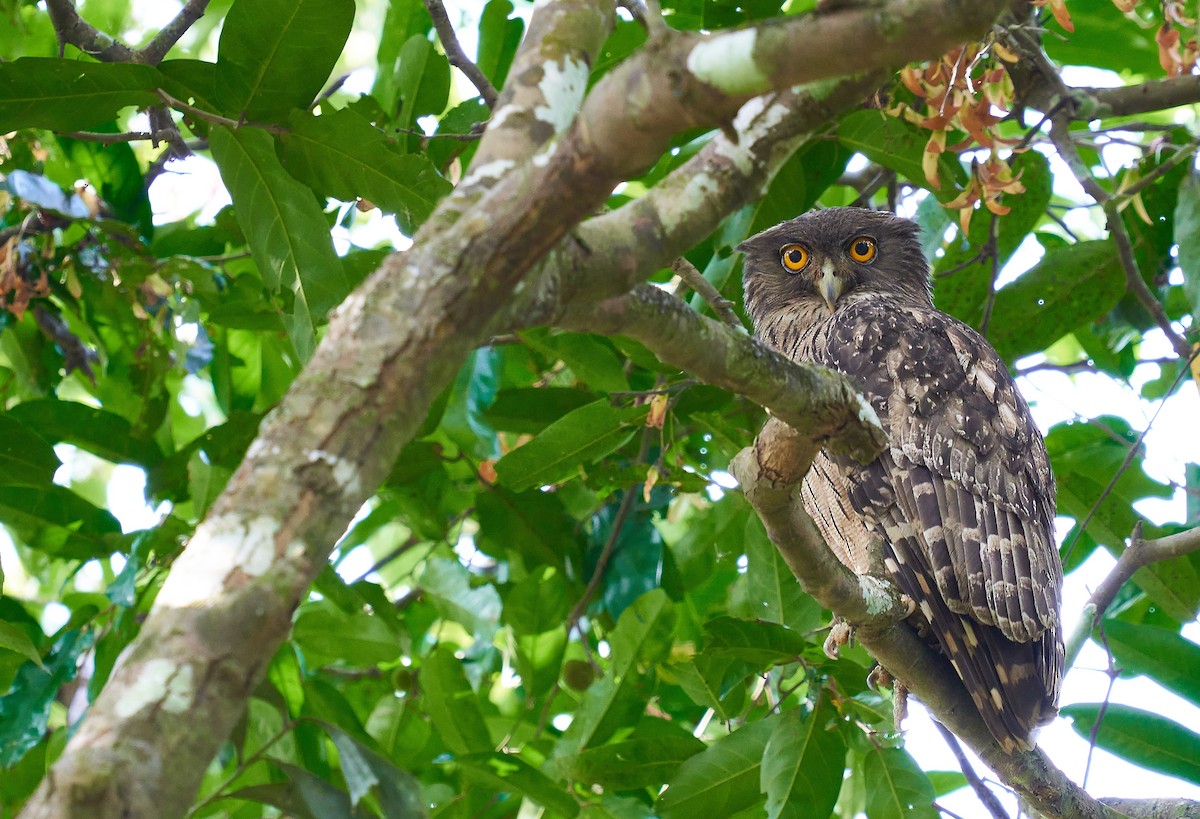 Brown Fish-Owl - ML296699591