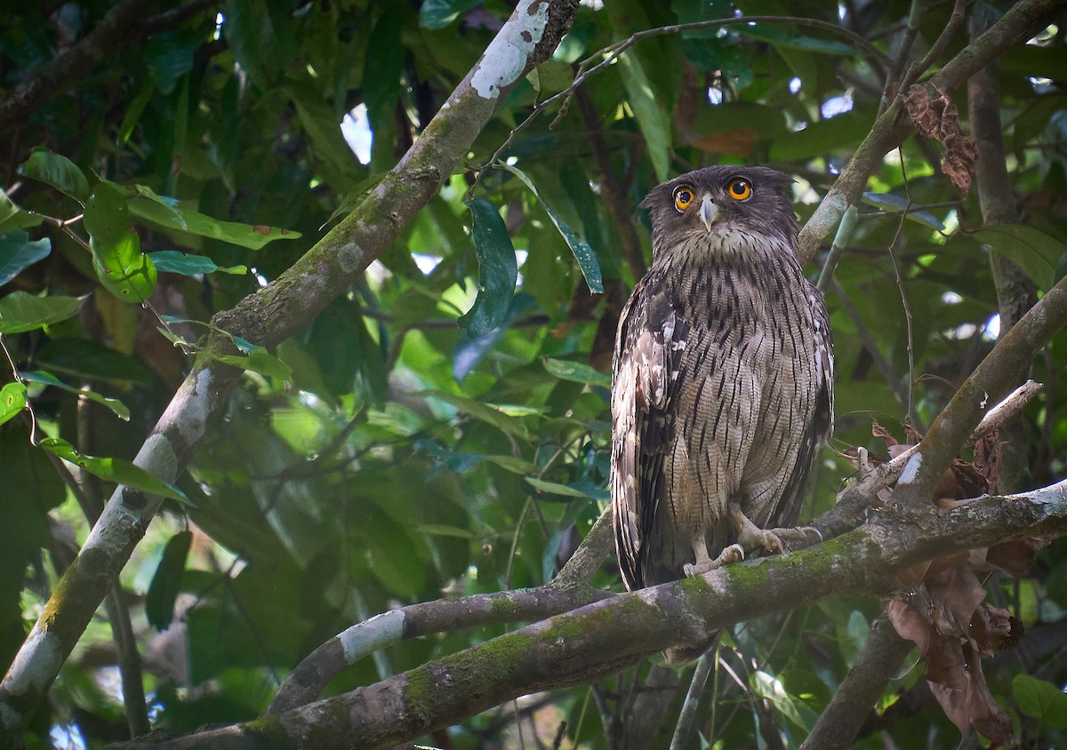 Brown Fish-Owl - Raghavendra  Pai