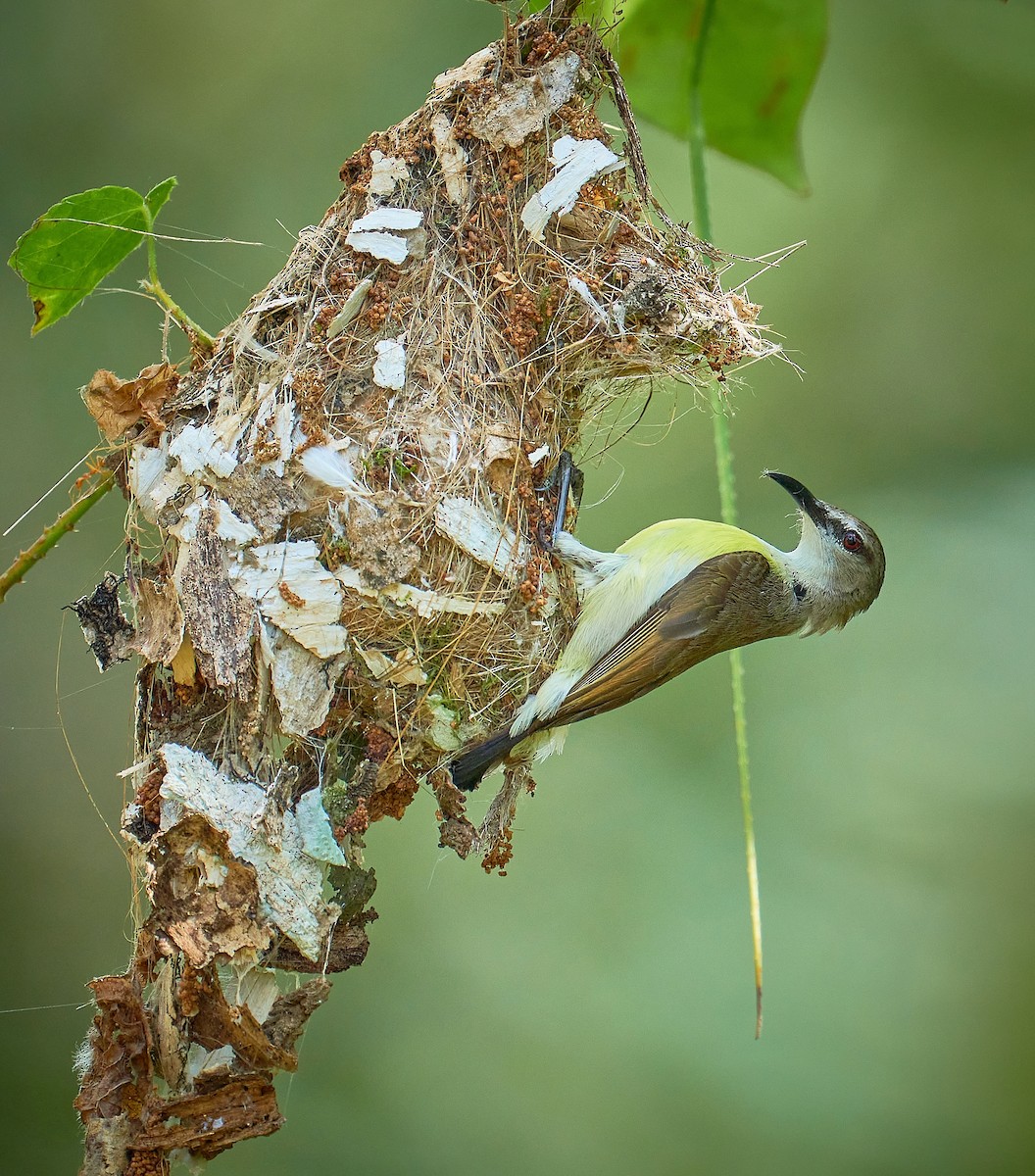 Purple-rumped Sunbird - ML296699661