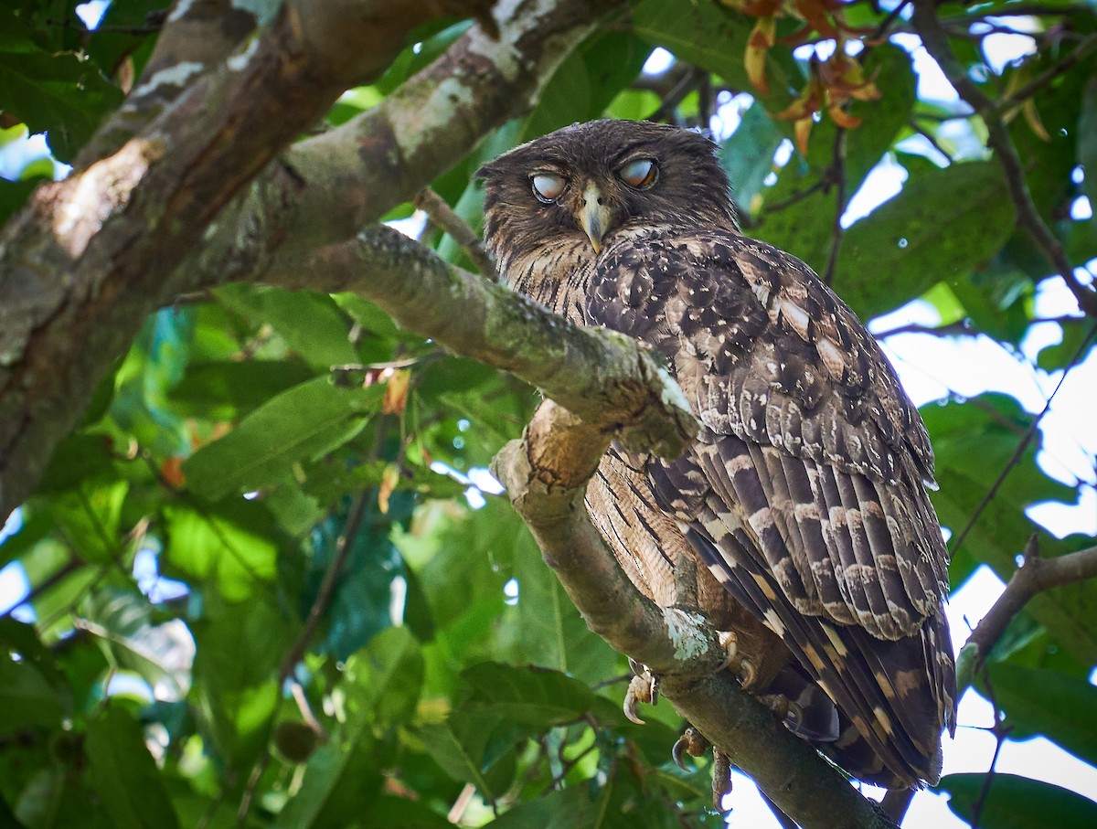 Brown Fish-Owl - Raghavendra  Pai