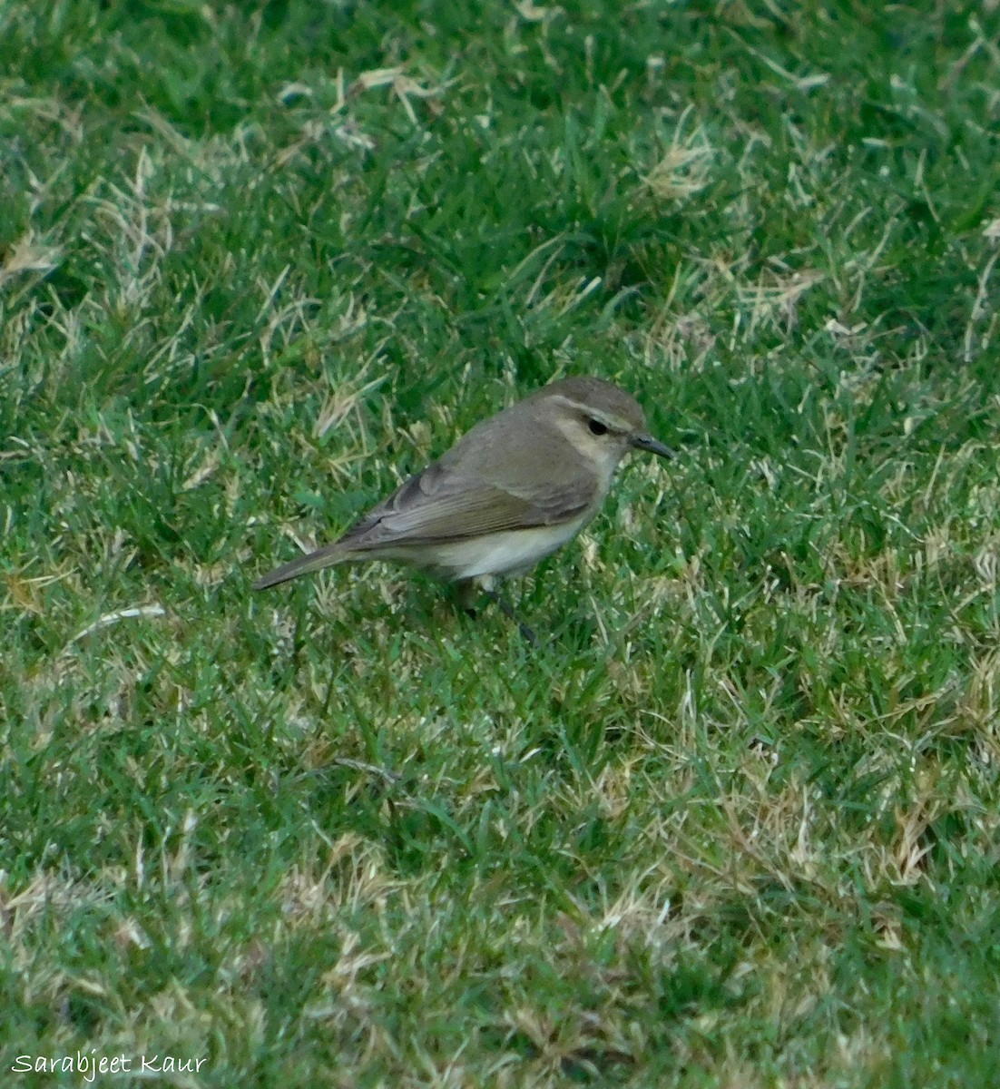 Common Chiffchaff - ML296700801