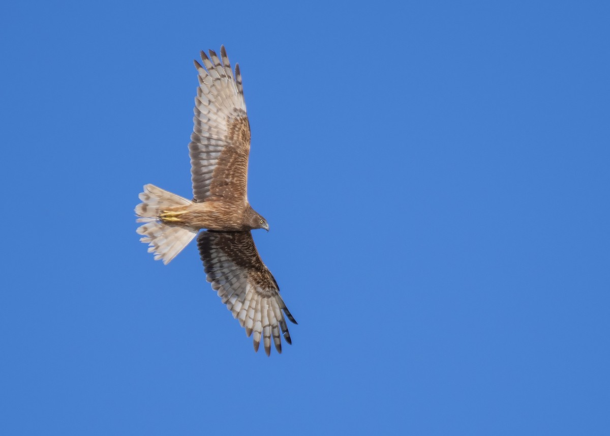 Swamp Harrier - ML296701541