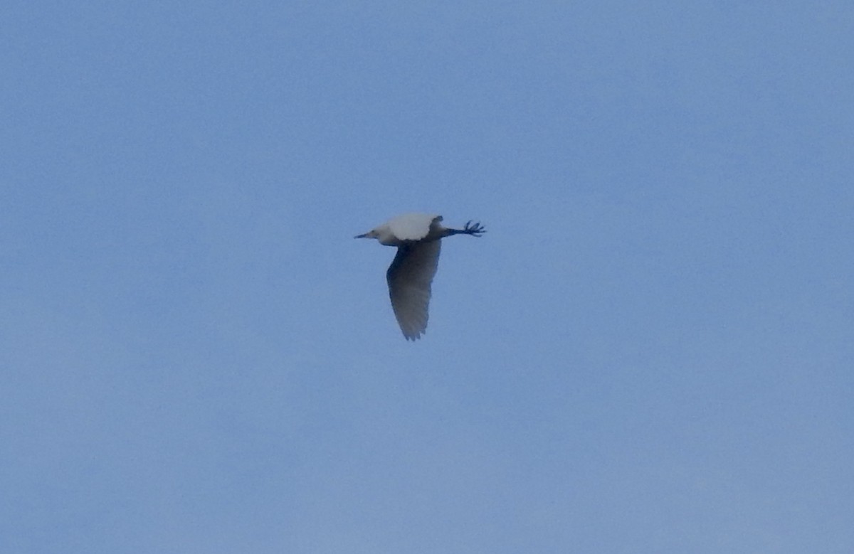 Little Egret - ML296702571