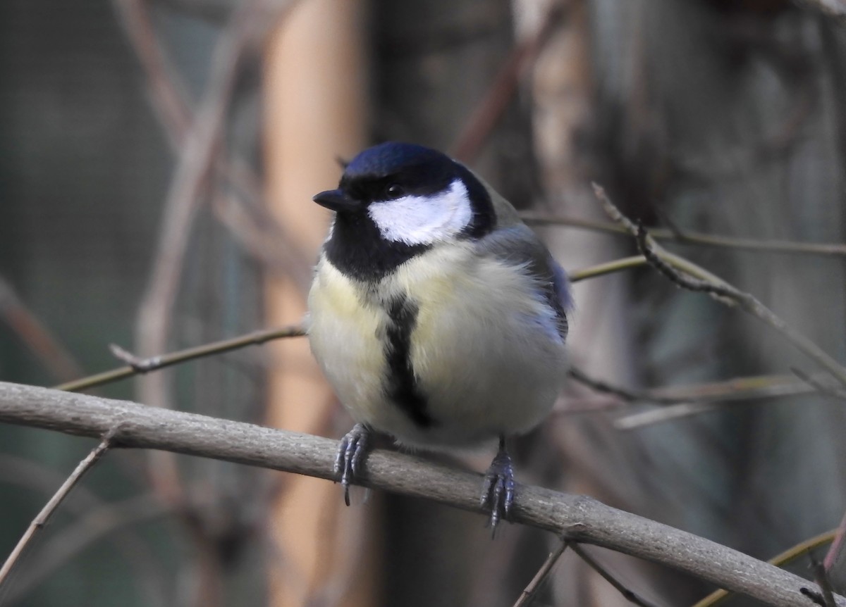 Great Tit - ML296702591