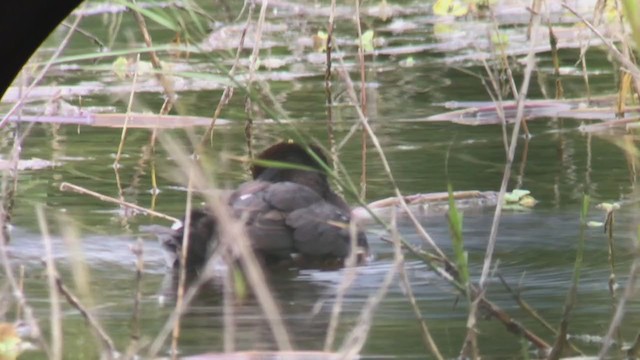 Ferruginous Duck - ML296702631