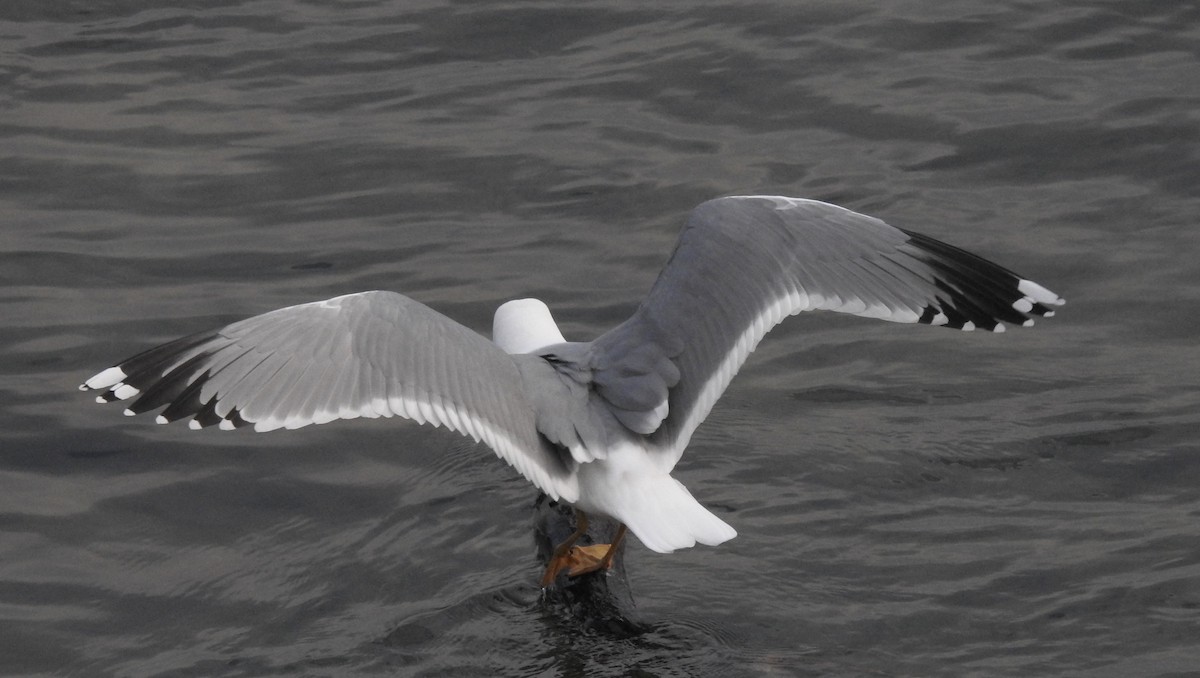 Yellow-legged Gull - ML296702661