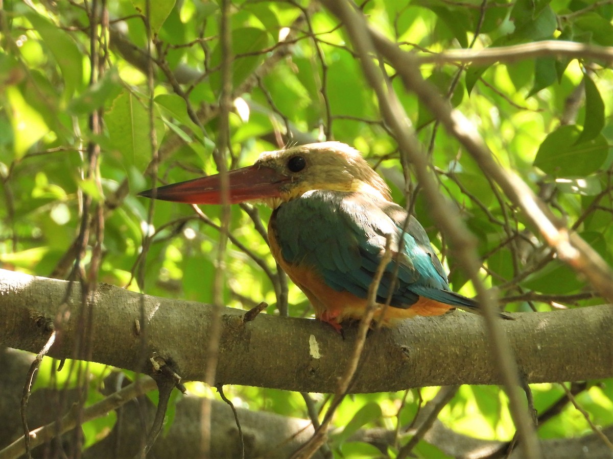 Stork-billed Kingfisher - ML296704441