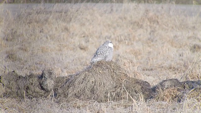 Snowy Owl - ML296704451