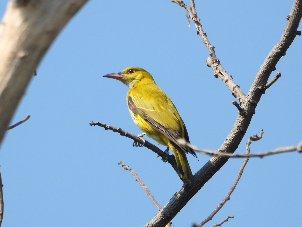 Black-naped Oriole - Ben Weil