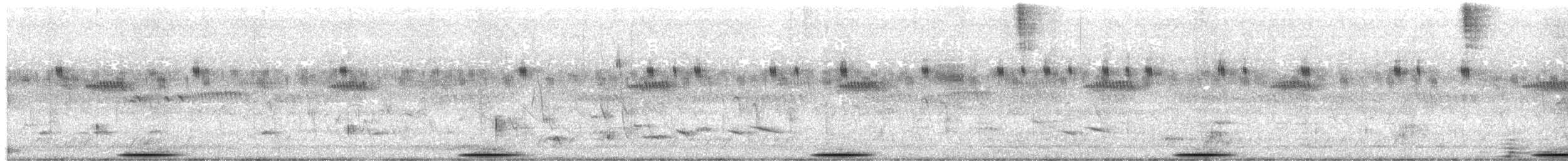 Râle de Böhm - ML296704481