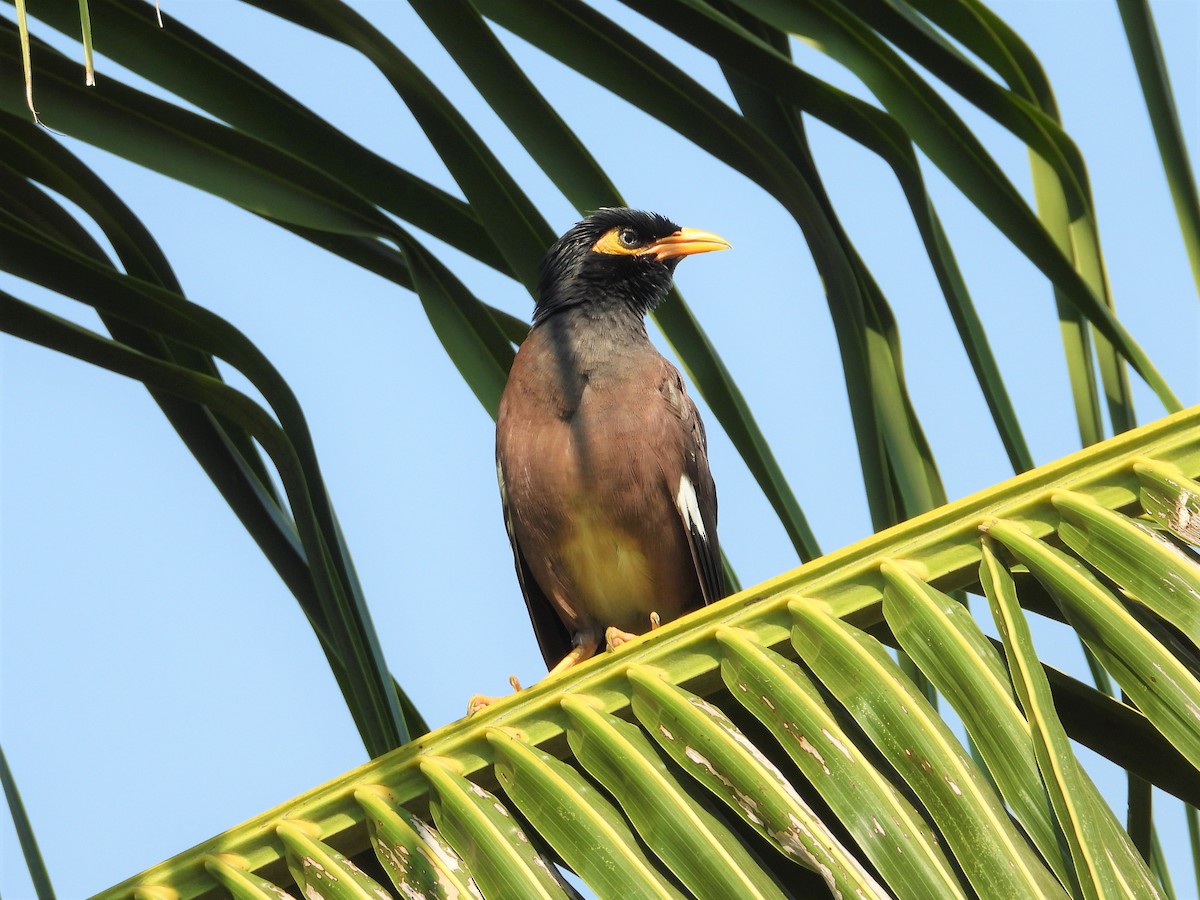 Common Myna - ML296704531